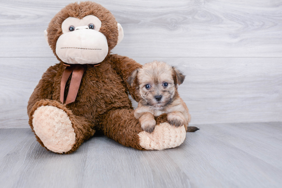 Petite Morkie Designer Pup