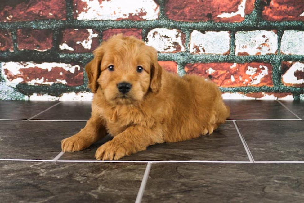 Mini Goldendoodle Pup Being Cute