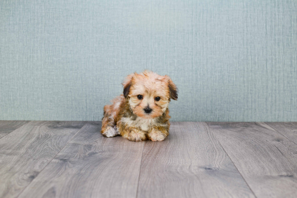 Energetic Yorkie Designer Puppy