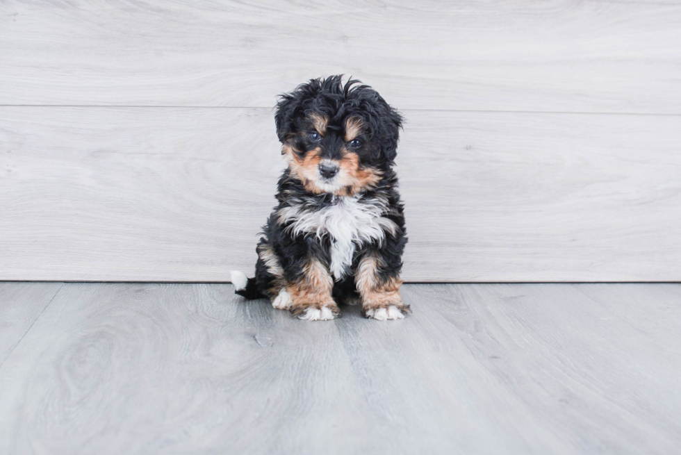 Adorable Bernadoodle Poodle Mix Puppy