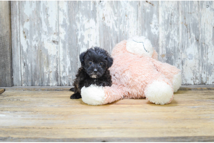 Happy Yorkie Poo Baby