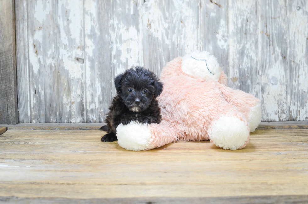 Happy Yorkie Poo Baby