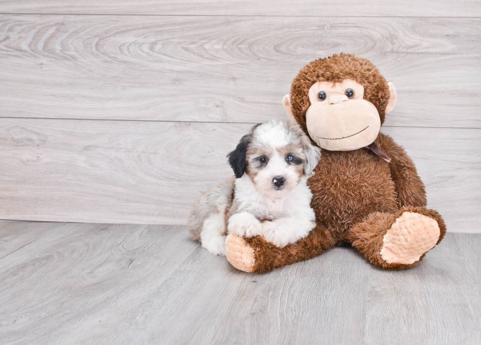 Mini Aussiedoodle Puppy for Adoption