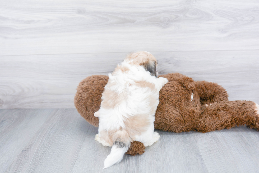 Little Shitzu Designer Puppy