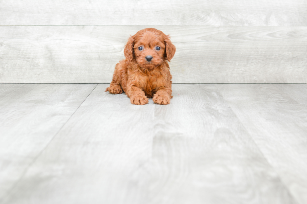 Cute Cavapoo Baby