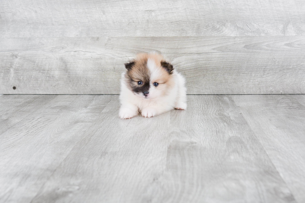 Energetic Pomeranian Purebred Puppy
