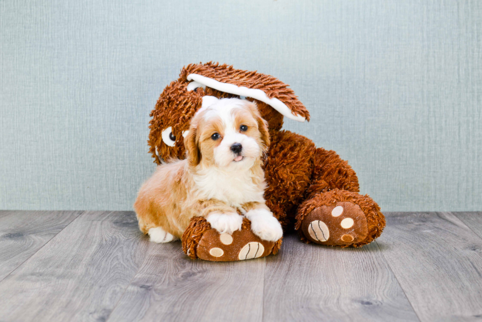 Friendly Cavapoo Baby
