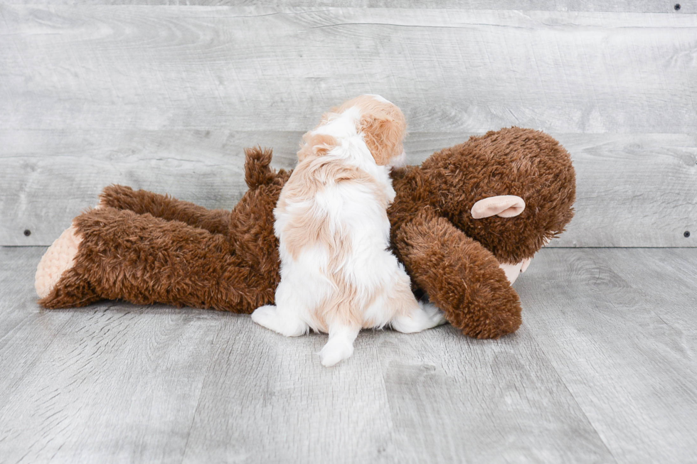 Little Cavalier Designer Puppy