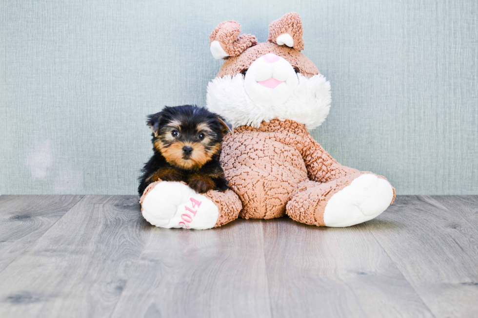 Meet Capone - our Yorkshire Terrier Puppy Photo 