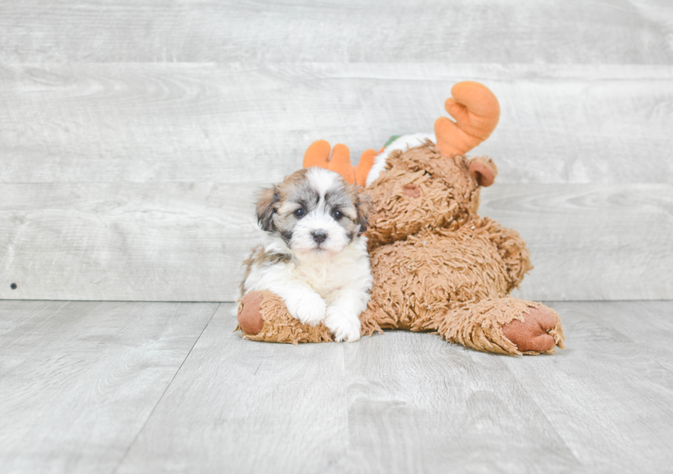 Friendly Havanese Purebred Pup