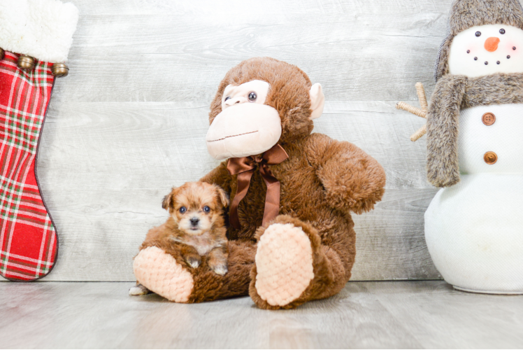 Adorable Yorkie Designer Puppy