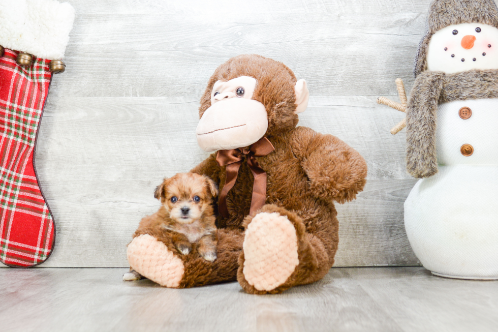 Adorable Yorkie Designer Puppy