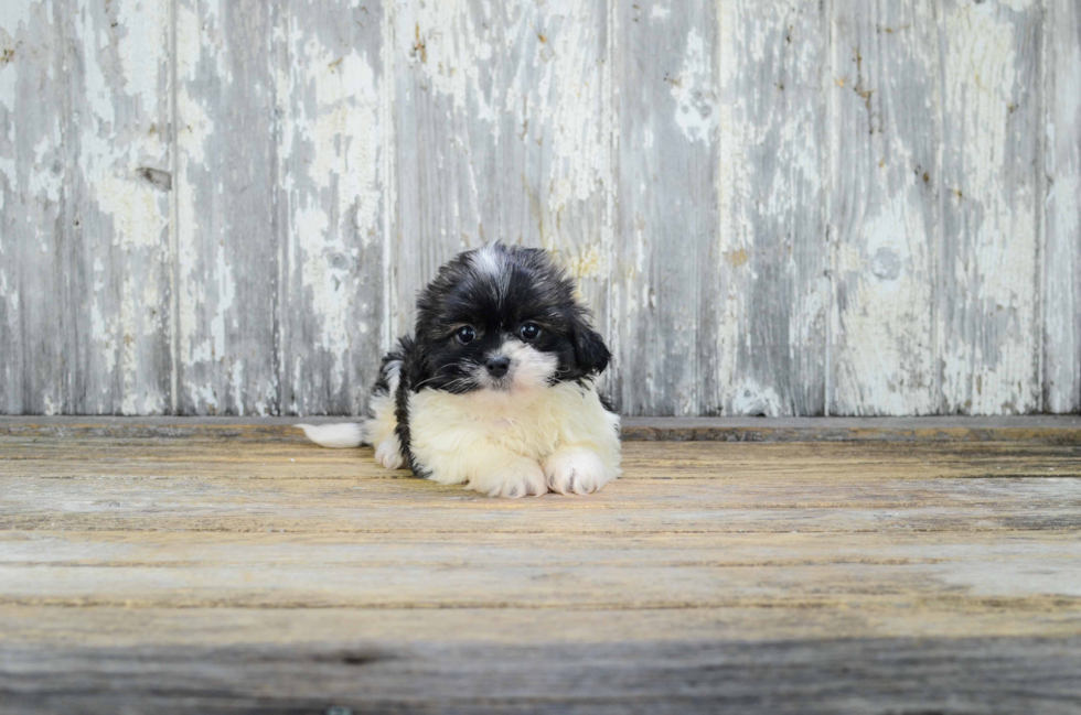 Hypoallergenic Shitzu Designer Puppy