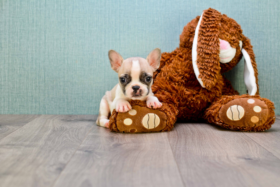 Little French Bulldog Baby