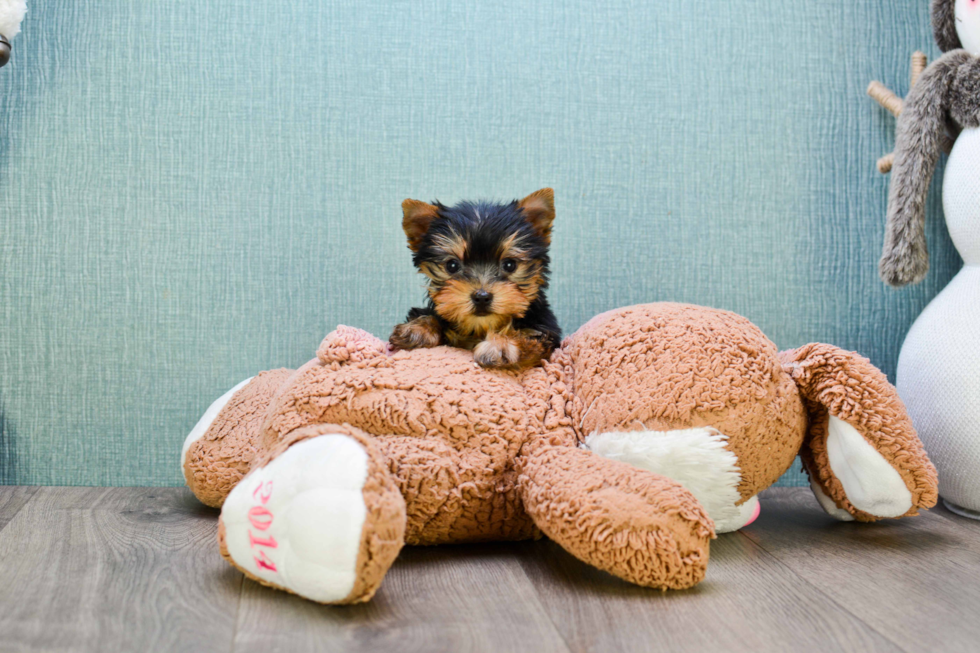 Meet Giselle - our Yorkshire Terrier Puppy Photo 