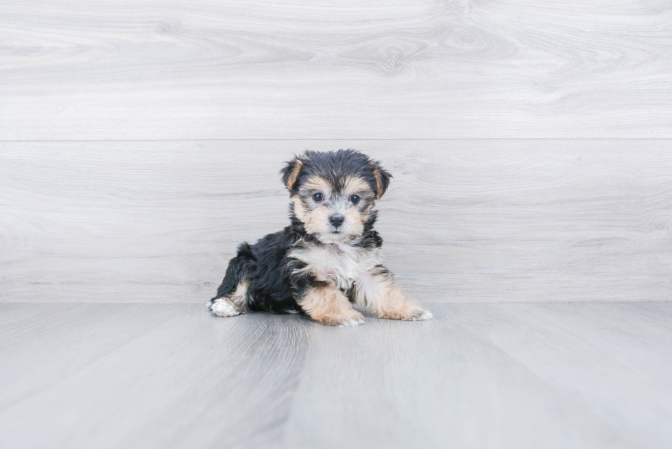 Best Morkie Baby