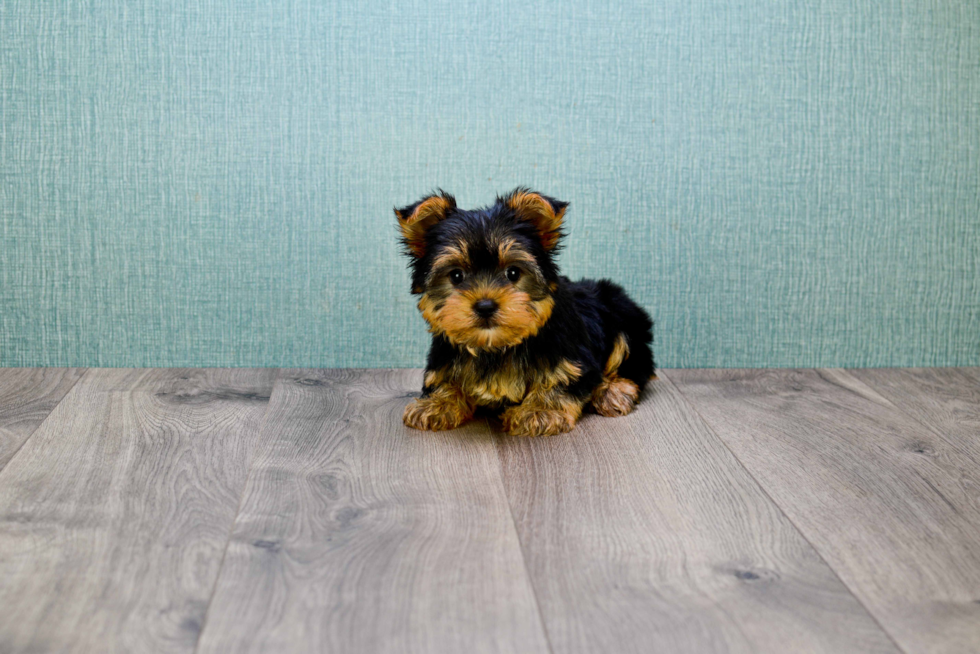 Meet Nugget - our Yorkshire Terrier Puppy Photo 