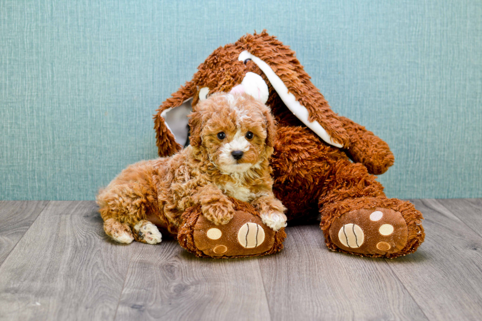 Cavapoo Pup Being Cute