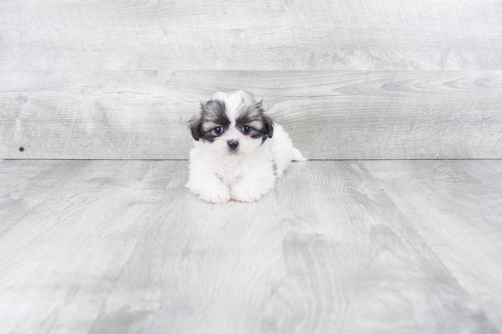 Best Teddy Bear Baby