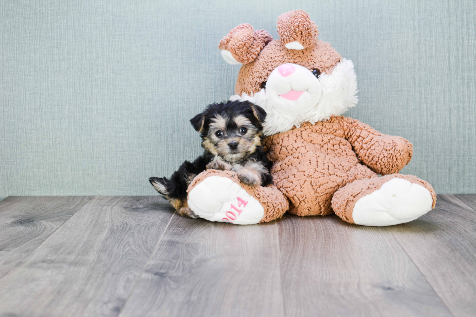 Morkie Pup Being Cute