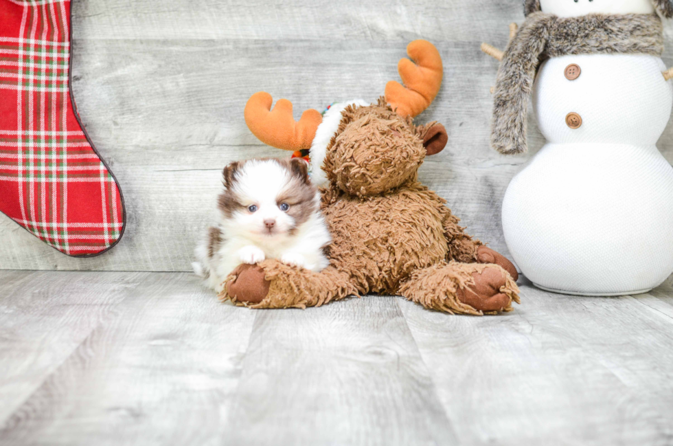 Pomeranian Puppy for Adoption