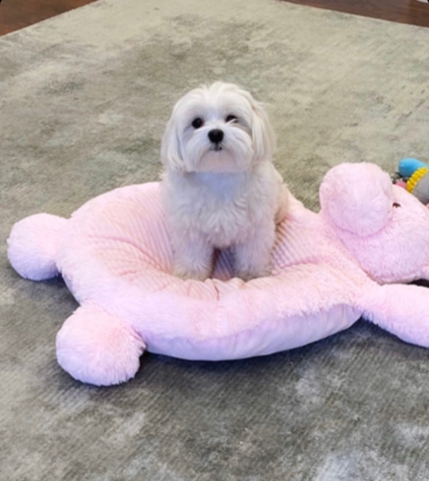 Smart Maltese Purebred Pup