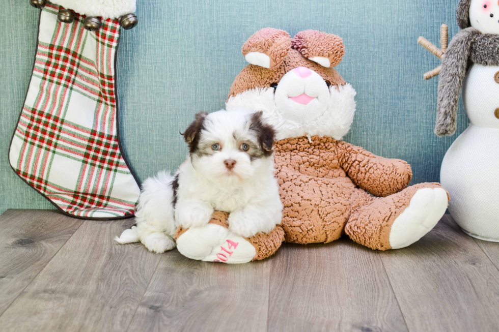 Best Havanese Baby