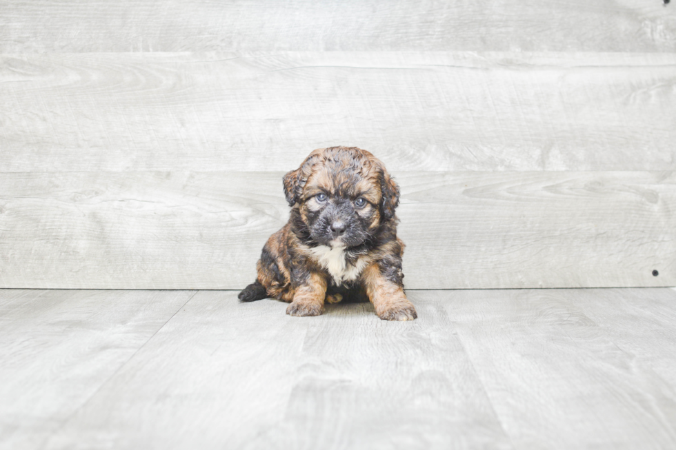 Mini Bernedoodle Pup Being Cute