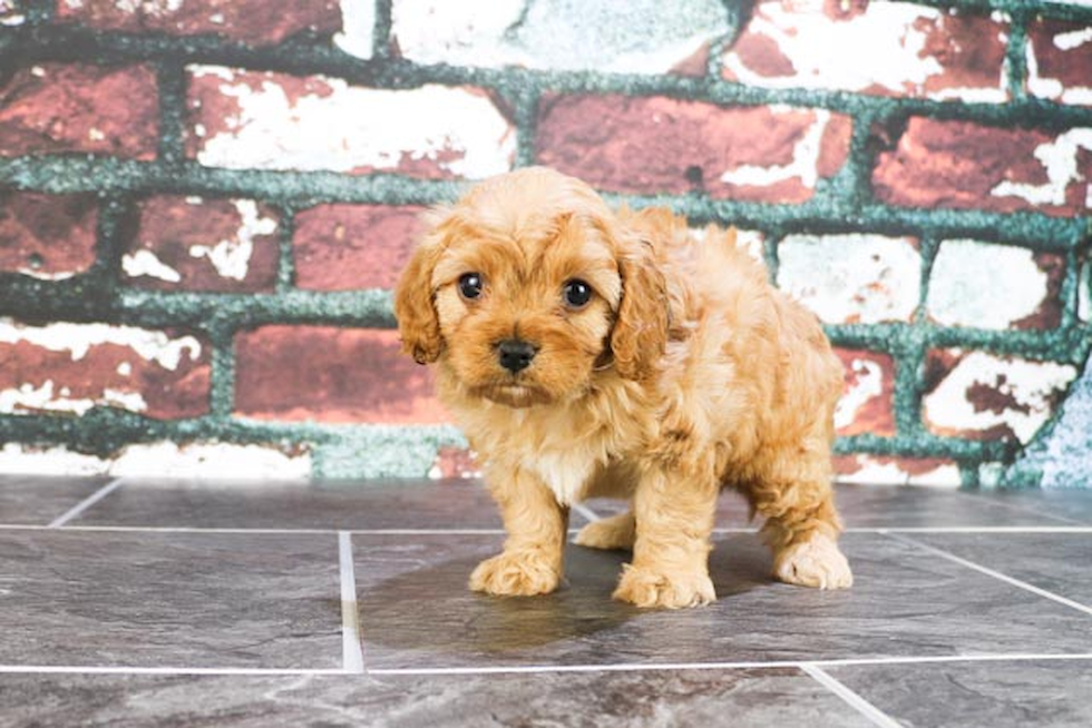 Cavapoo Puppy for Adoption