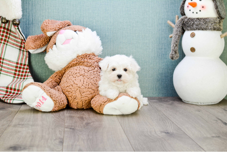 Smart Maltese Purebred Puppy