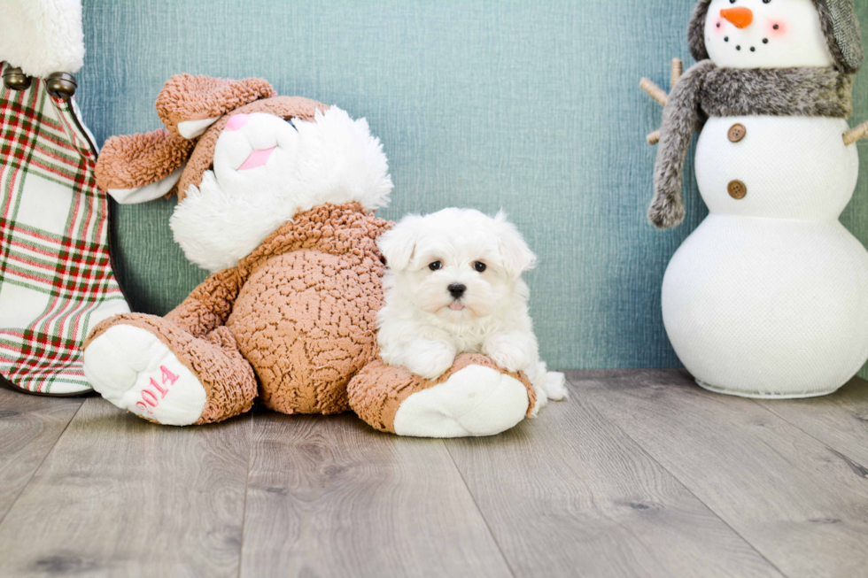 Smart Maltese Purebred Puppy