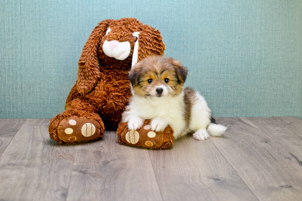 Best Yorkie Pom Baby