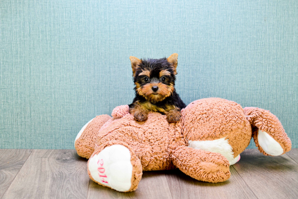 Meet Micro-Teacup-Giselle - our Yorkshire Terrier Puppy Photo 
