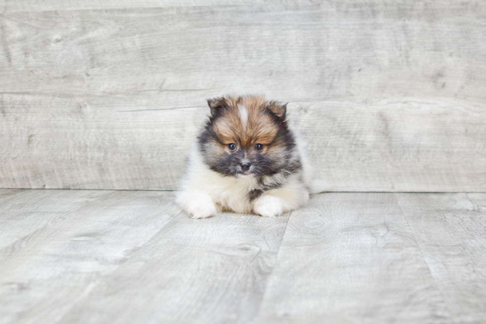 Pomeranian Puppy for Adoption