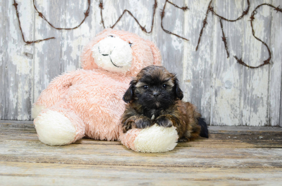 Happy Teddy Bear Baby