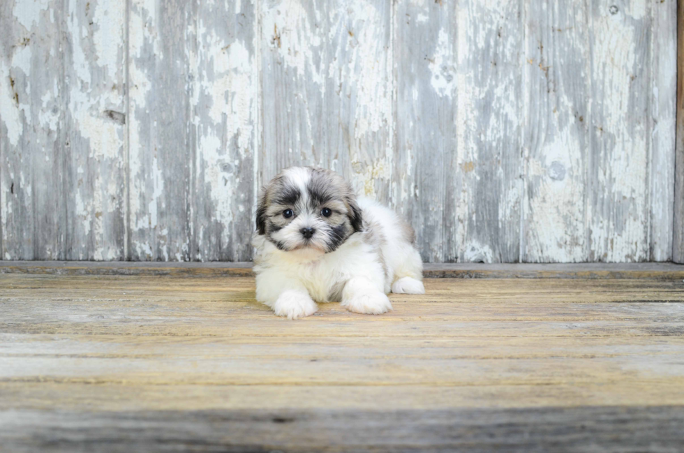 Friendly Teddy Bear Baby
