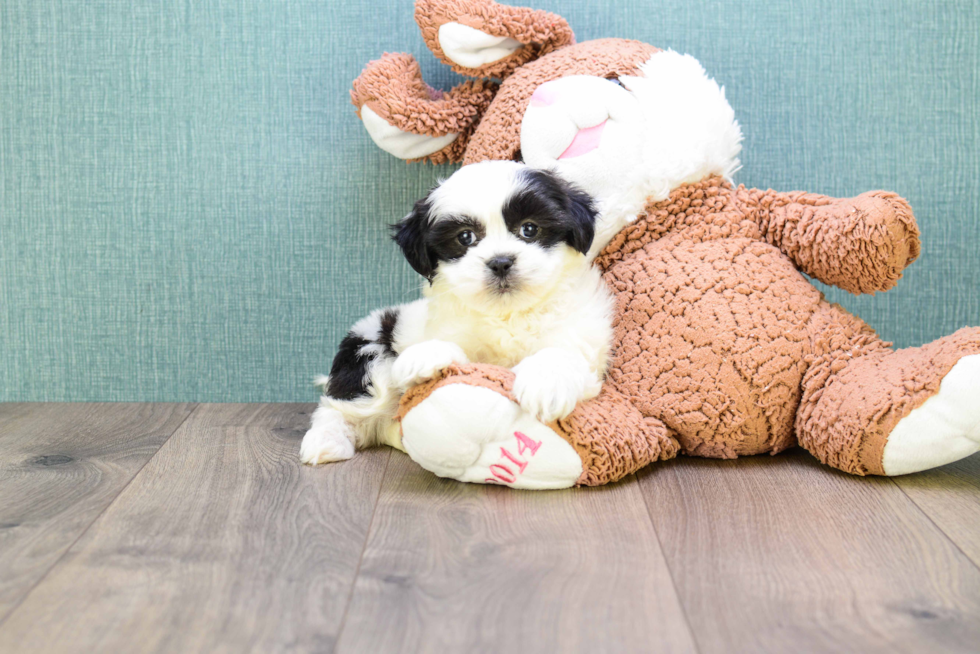 Best Teddy Bear Baby