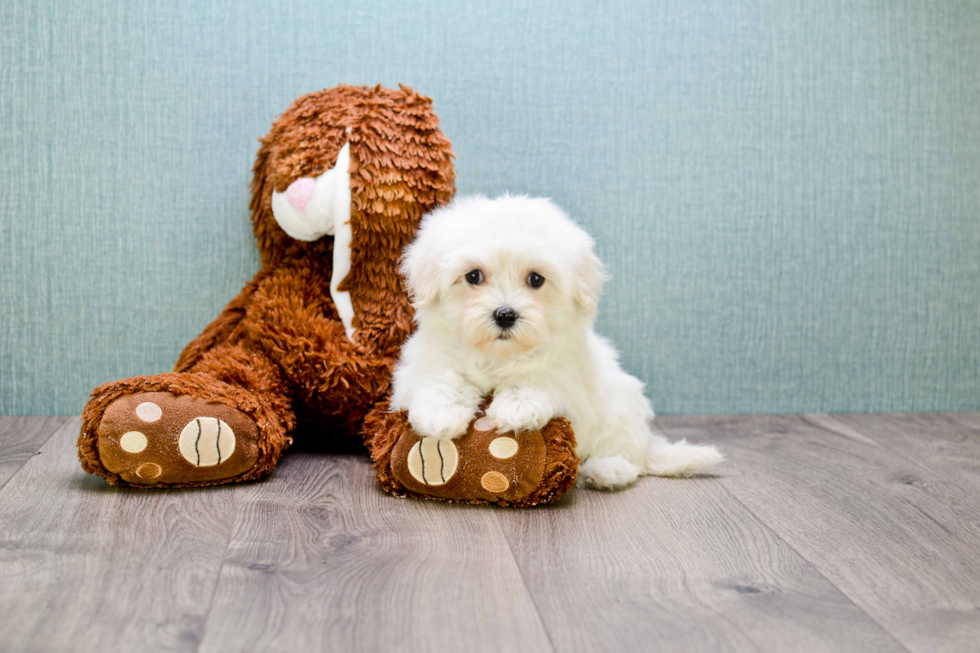 Cute Maltipoo Baby