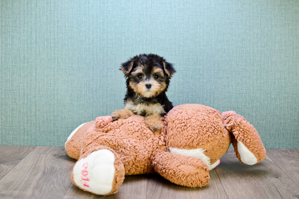 Morkie Pup Being Cute
