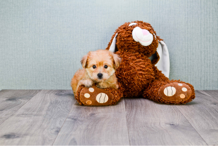 Friendly Morkie Baby
