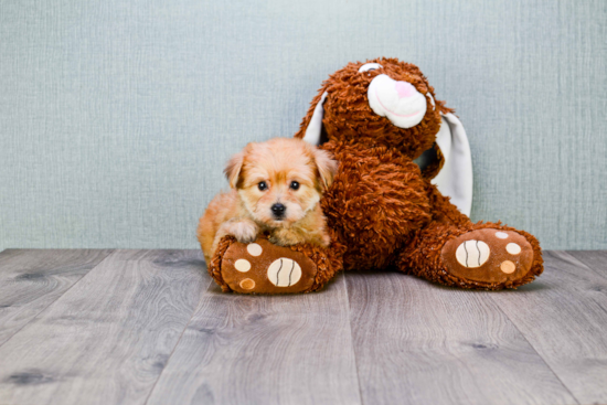 Friendly Morkie Baby