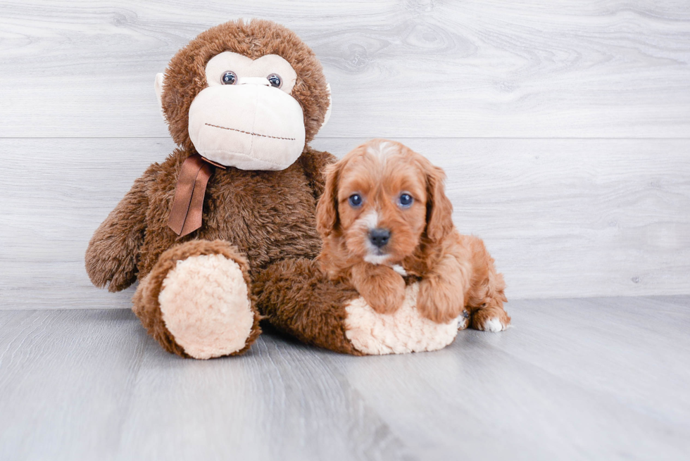 Best Cavapoo Baby