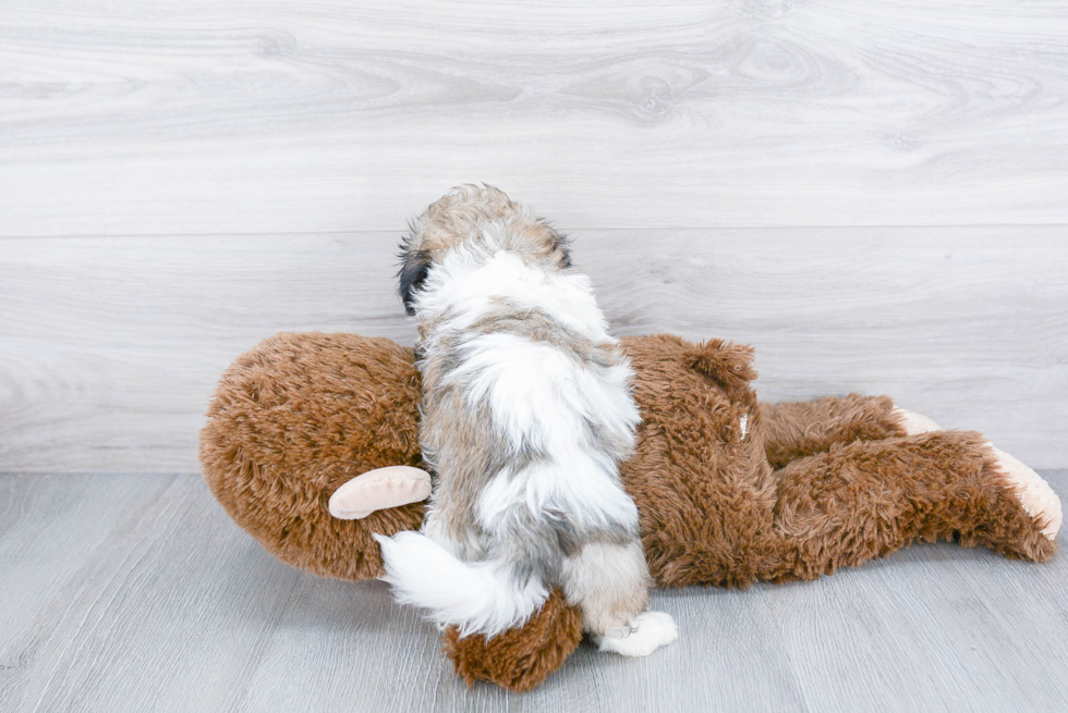 Best Teddy Bear Baby