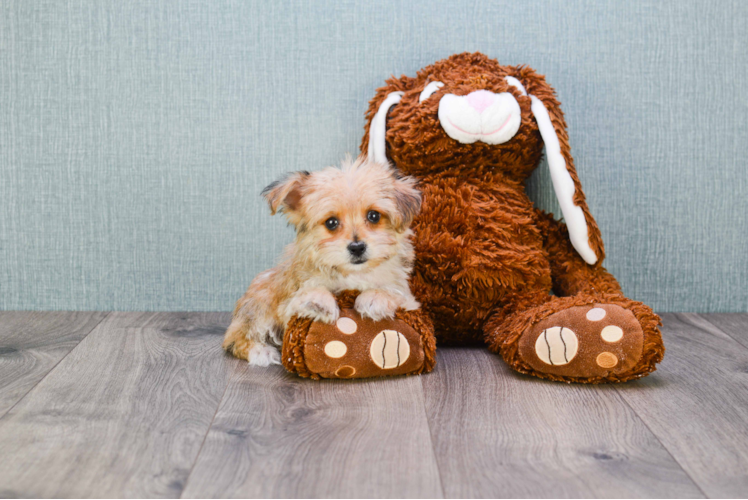 Morkie Puppy for Adoption