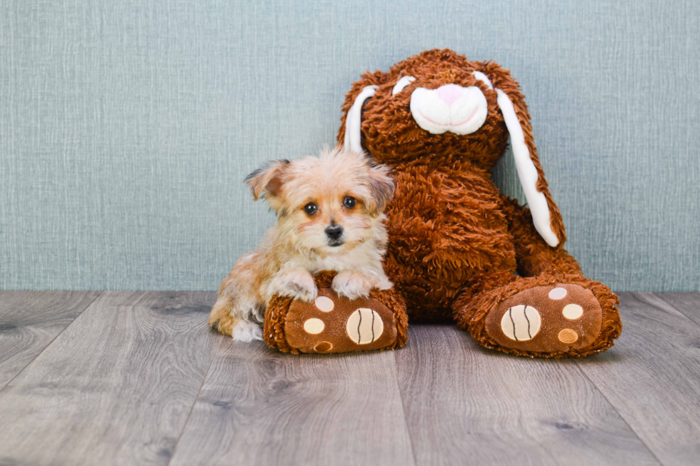 Morkie Puppy for Adoption