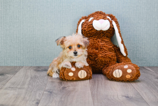 Morkie Puppy for Adoption