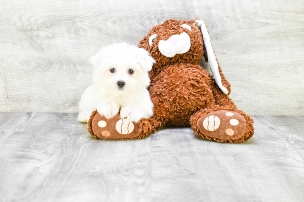 Maltese Puppy for Adoption