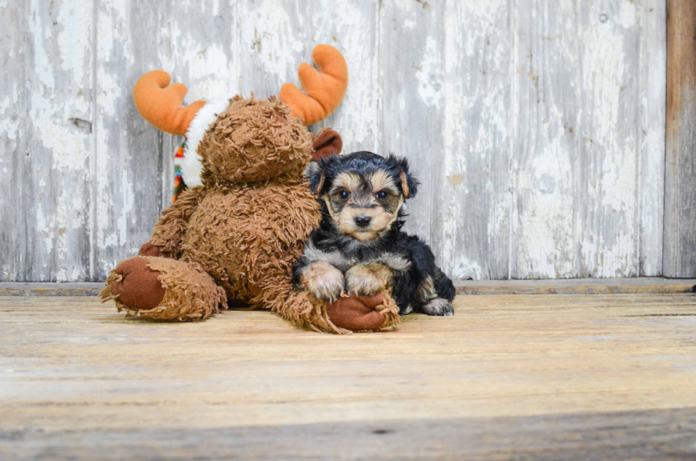 Sweet Morkie Baby