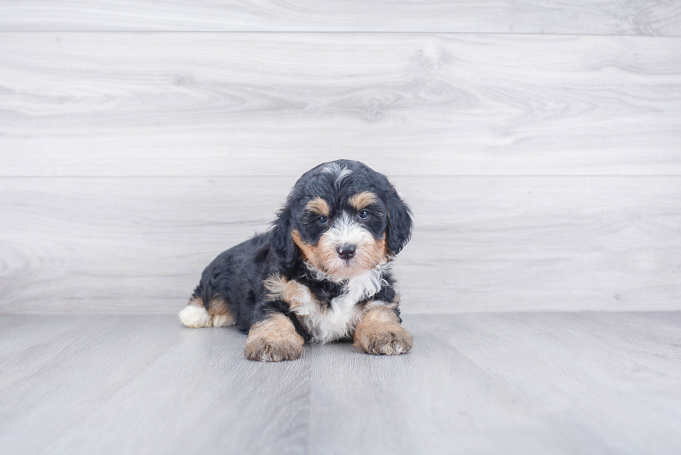 Friendly Mini Bernedoodle Baby