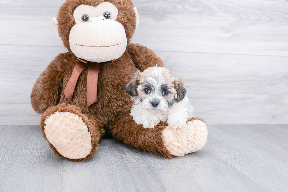 Teddy Bear Pup Being Cute